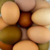 Freeze Dried - Eggs